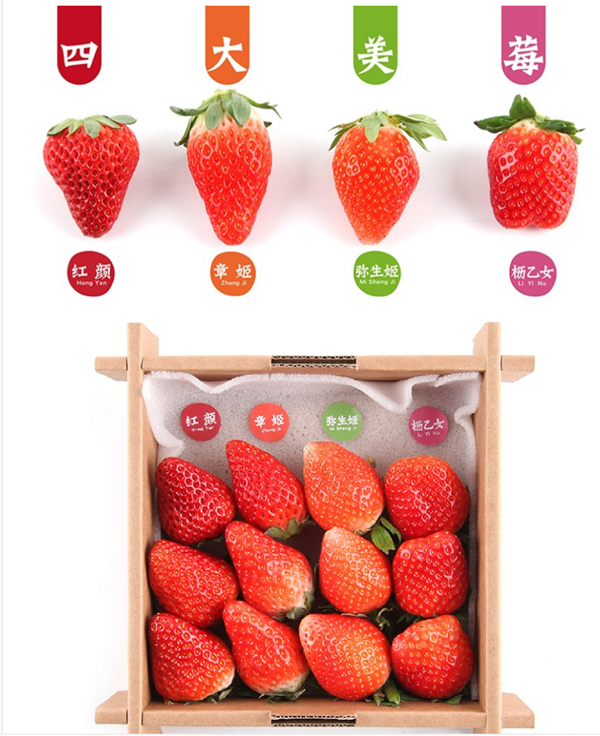 四大美莓-向揚品牌 四大美莓-向揚品牌